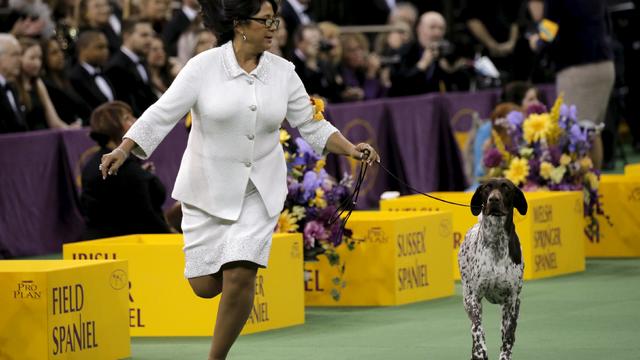 Cj The German Shorthaired Pointer Wins Westminster Dog Show Cbs News