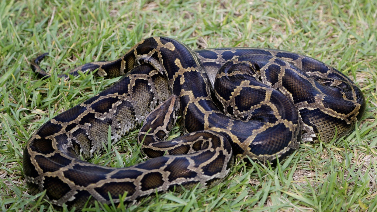 the characteristics of the burmese python and its effects on the ecosystem of florida the characteristics of the burmese python and its effects on the ecosystem of florida