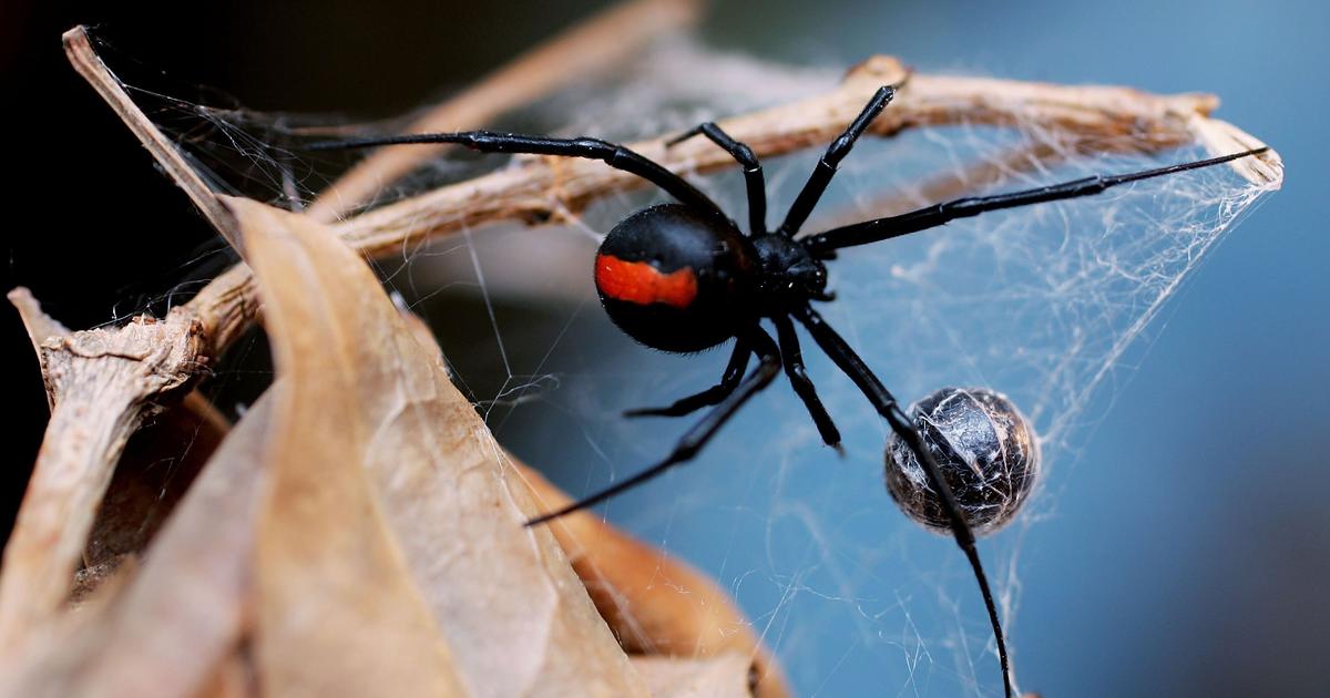 Black Widow Release Date South Africa / 9 Of The World S Deadliest Spiders Britannica : We will be getting our black widow solo movie, but it has now tentatively moved to november 6.