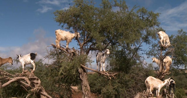 Why are there goats in the trees? CBS News