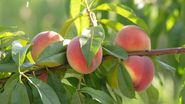 Picking Peaches 