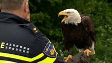 eagle.jpg