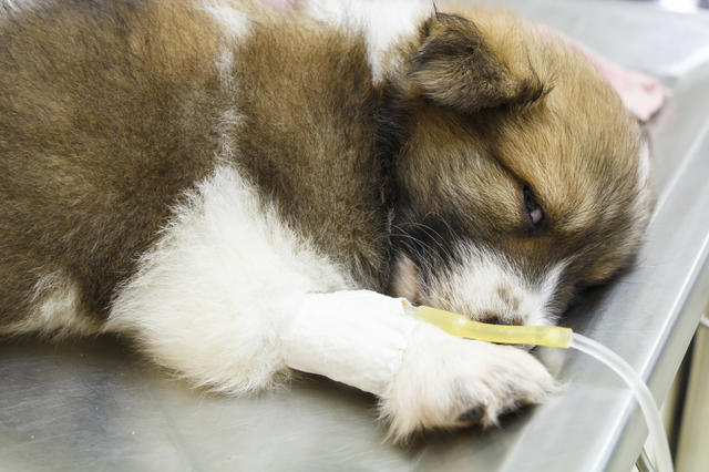 The 7 foods most likely to make your pet sick - CBS News