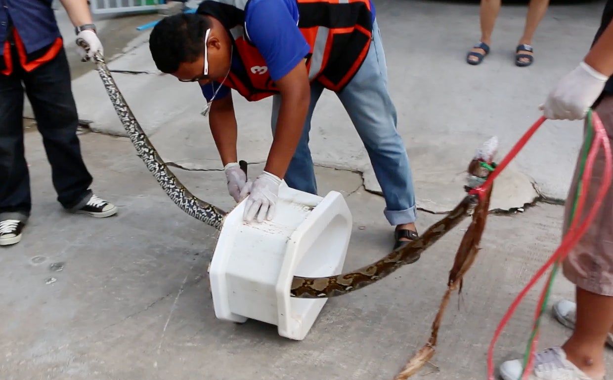 Insane snake attacks (WARNING GRAPHIC IMAGES) CBS News