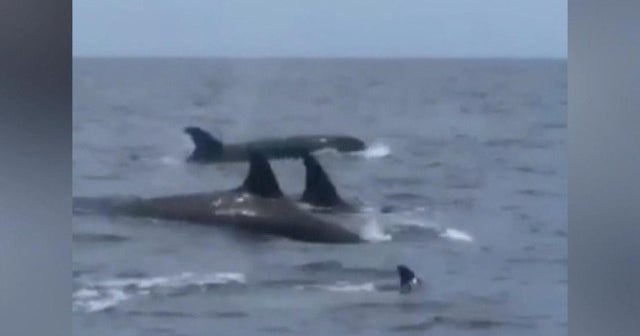 Watch Orcas spotted in Gulf of Mexico CBS News