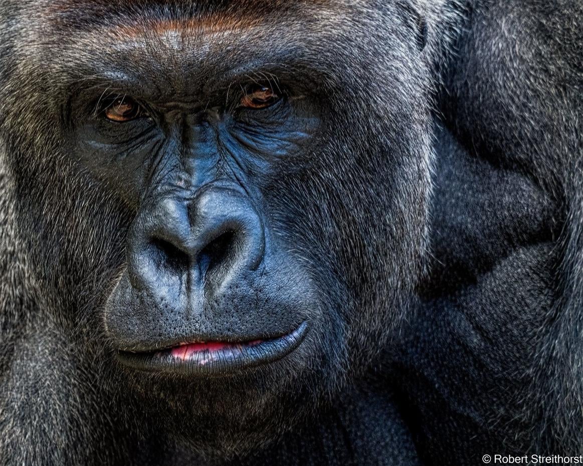 Harambe - Harambe - CBS News