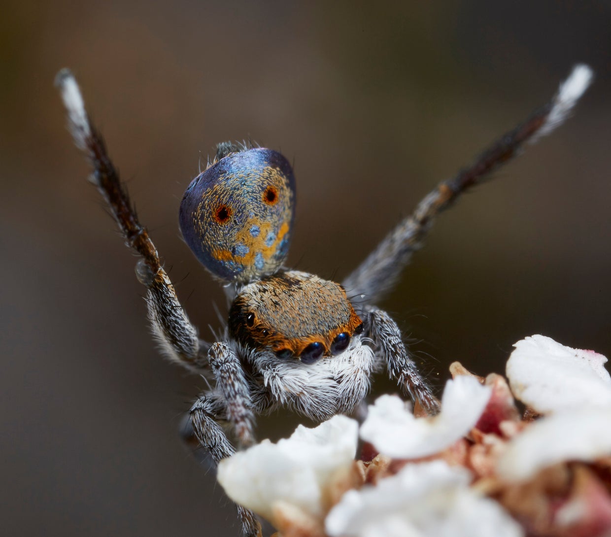 These jumping spiders from the land down under really know how to