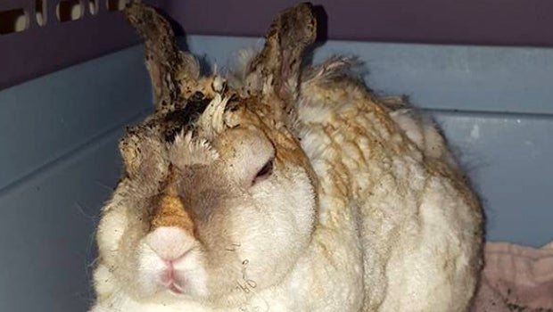 Florida man charged with burning bunny that bit him - CBS News