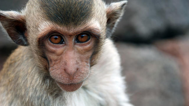 macaque.jpg 