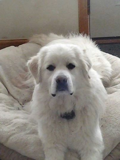 Betty White the dog reunited with family after 3 years