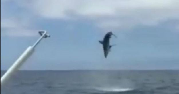 Watch Leaping shark makes waves off Calif. coast CBS News
