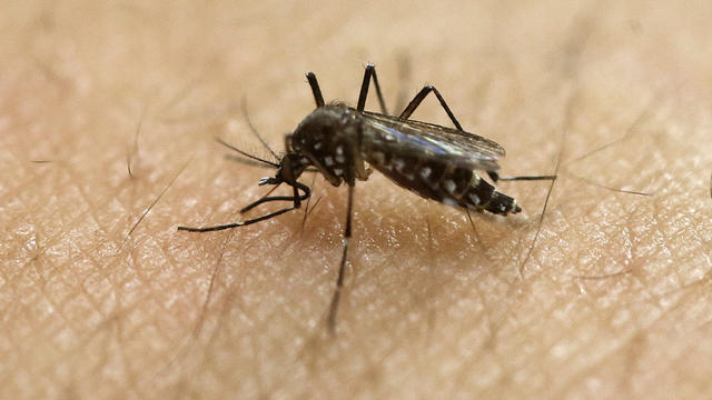ap-zika-mosquito.jpg 