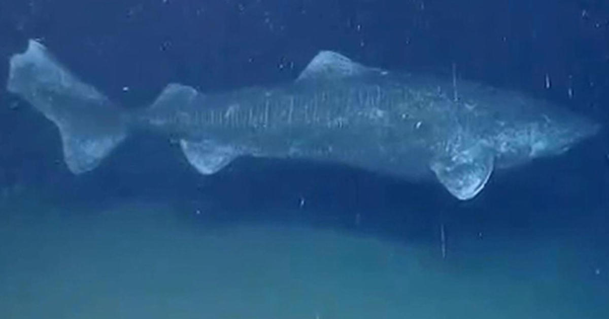 Do Greenland Sharks Live For 400 Years? - Cbs News