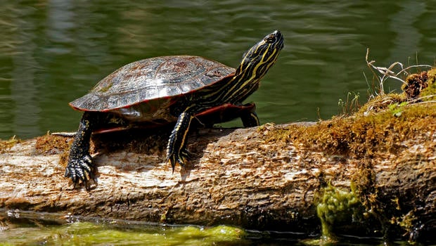 turtle.jpg