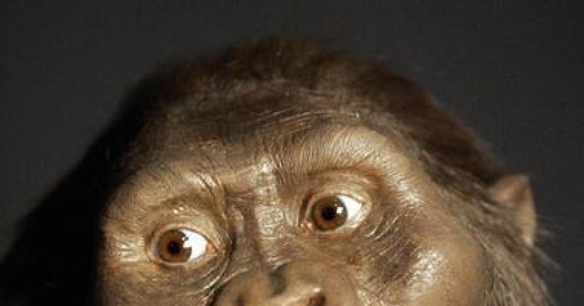 Theres A New Theory On What Killed Famous Human Ancestor Lucy Cbs News