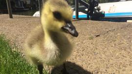 goose-2.jpg