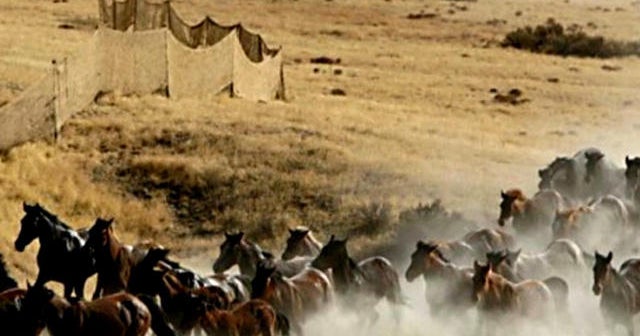 Government board votes to kill 45,000 wild horses CBS News