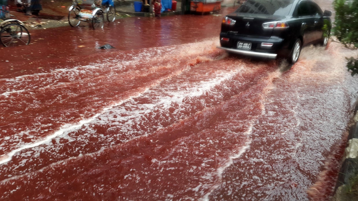 Wiegedood There's Always Blood At The End Of The Road Animal sacrifices for Islamic festival Eid al-Adha leave rivers of