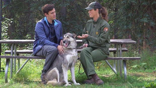 denali-dogs-conor-knighton-ranger-620.jpg