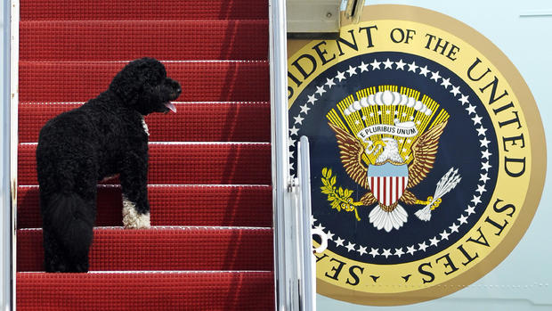 Presidential Pets 