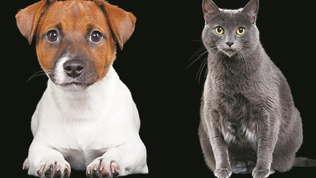 Bideawee - Pet Adoption Guide 