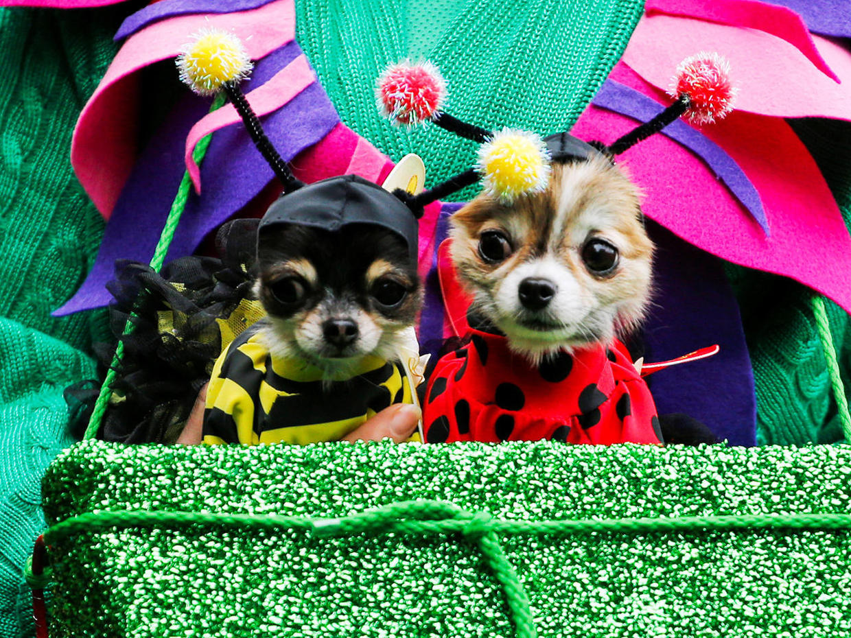 Halloween Dog Parade 2016 CBS News