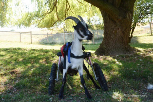 wheelchair.jpg