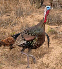 male-wild-turkey-244.jpg