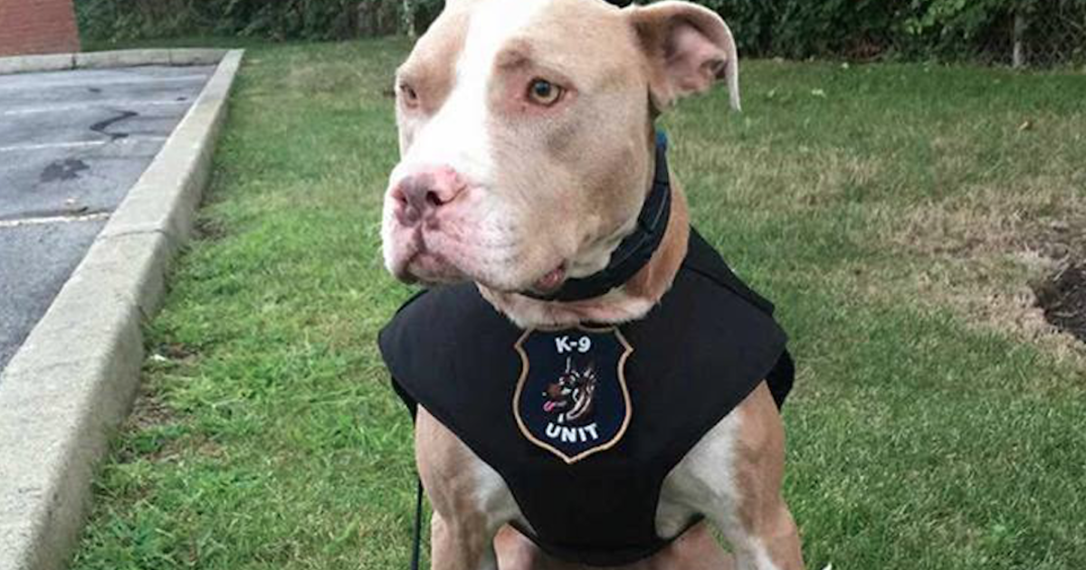 Image result for 6 pit bulls graduate from narcotics training to become K-9s across US