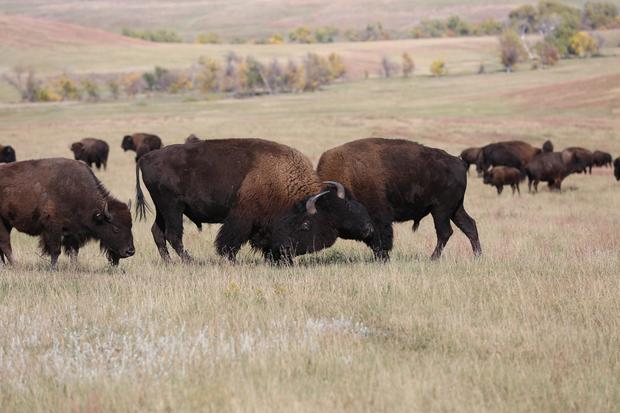 Buffalo roundup - Inside the Custer State Park Buffalo Roundup ...