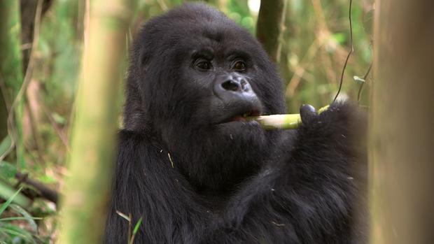 phillips-climate-gorilla-transfer2.jpg
