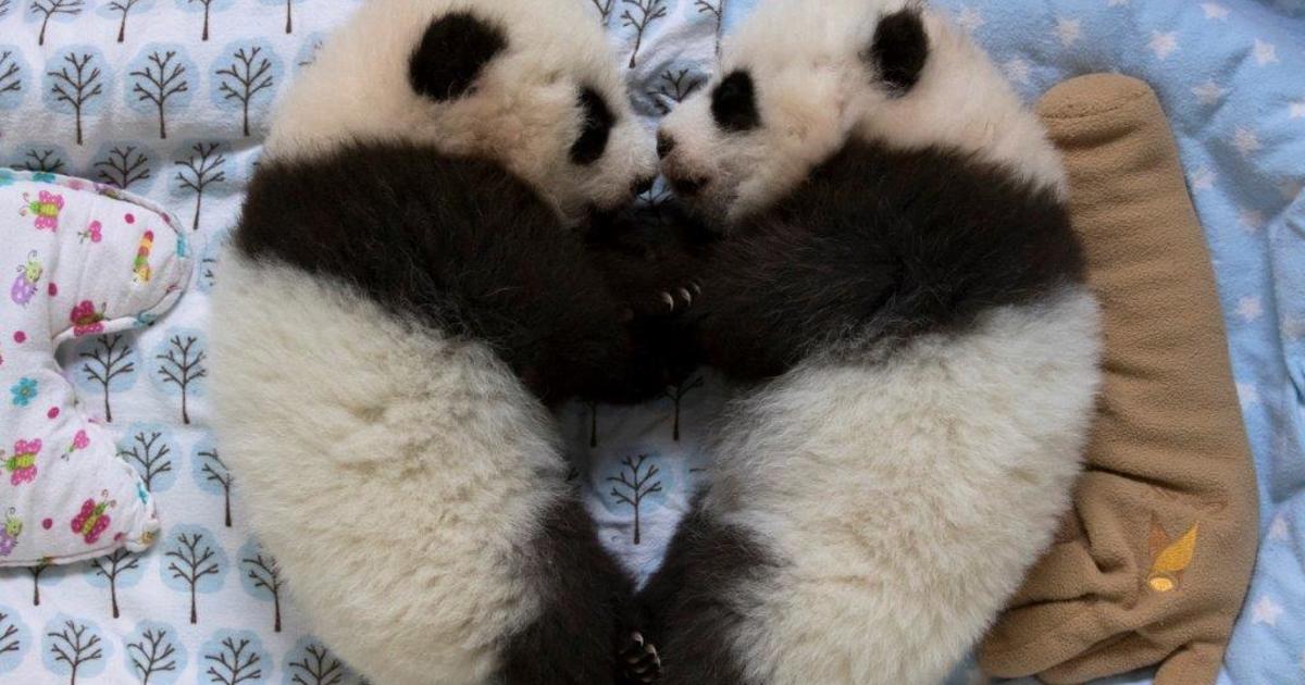 Zoo Atlanta's twin panda cubs to get named by public - CBS News