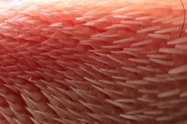 cat-tongue-surface.jpg