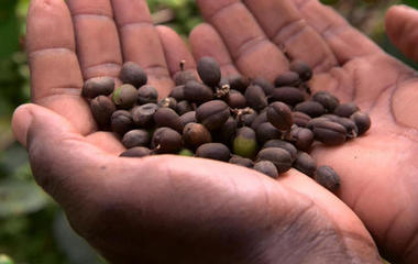 Climate change could have dramatic impact on coffee