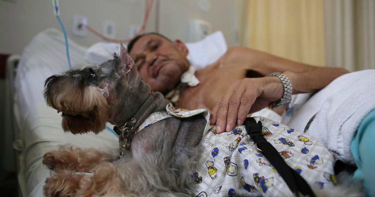 schnauzer therapy dog