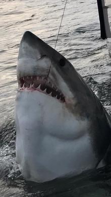 shark.jpg