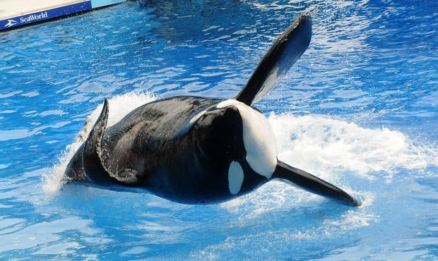Killer whale Tilikum appears during its performance in its show “Believe” at SeaWorld on March 30, 2011, in Orlando, Florida.