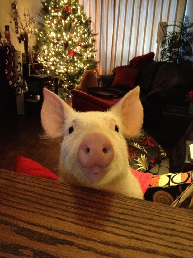 Meet Esther the Wonder Pig: Family adopts &quot;micro pig,&quot; then it grows to 650 pounds - CBS News