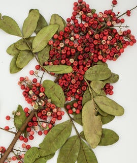 brazilian-peppertree.jpg
