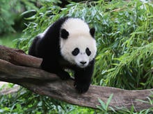 giant-panda-bao-bao-national-zoo.jpg