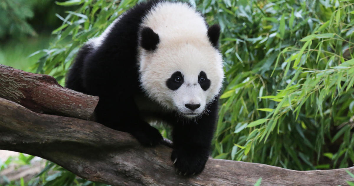 Bao Bao the panda prepares for move to China from the National Zoo in