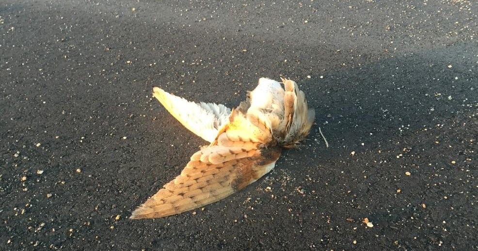 Dozens of dead owls showing up on Idaho highway CBS News