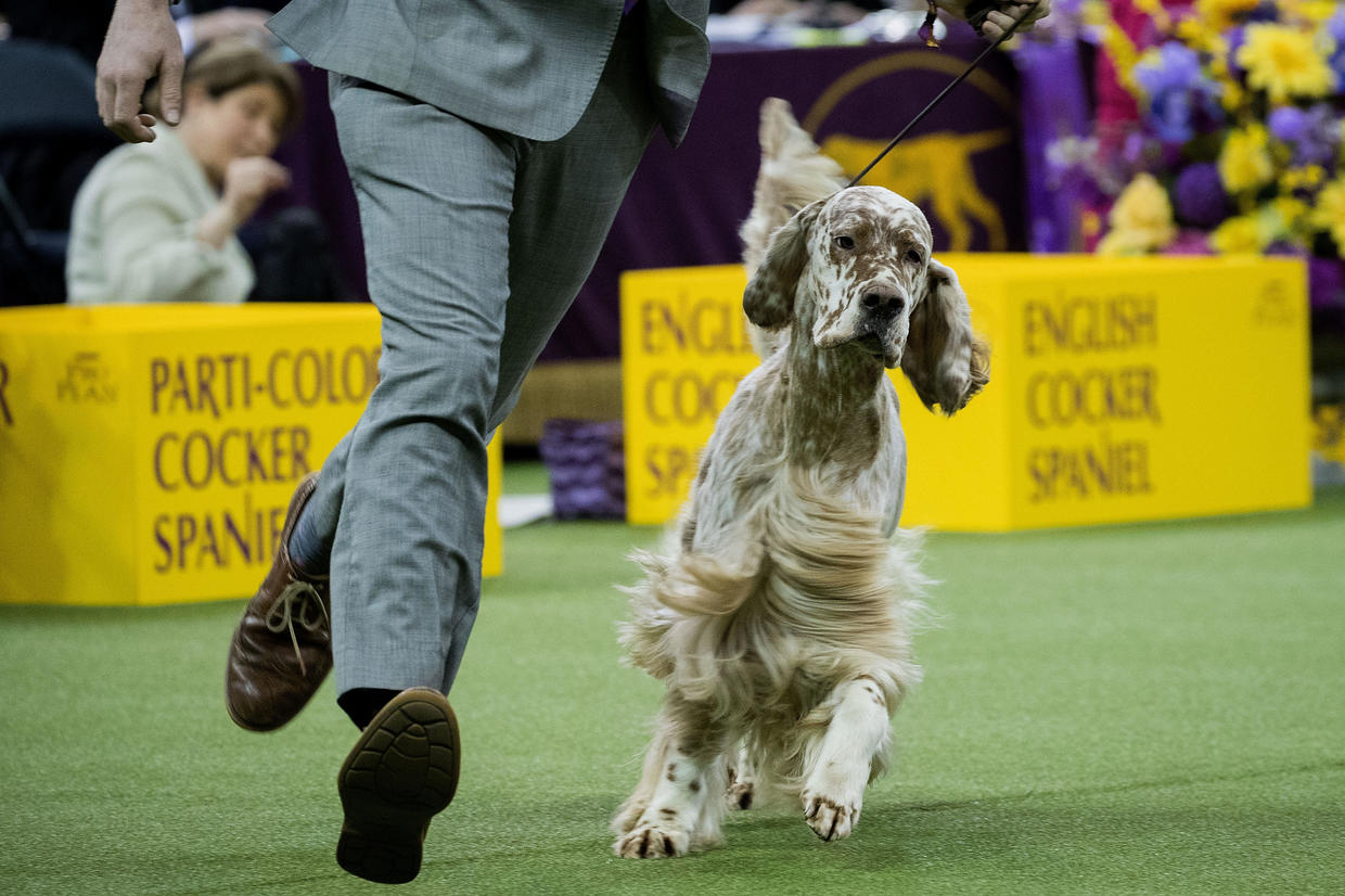 Westminster Kennel Club Dog Show 2017 CBS News