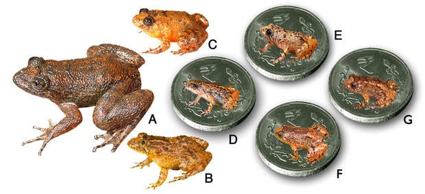 tiny-frogs-10.jpg