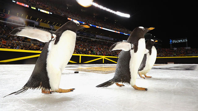 penguins1.jpg 