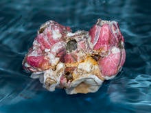 pacific-coast-barnacles-verne-lehmberg.jpg
