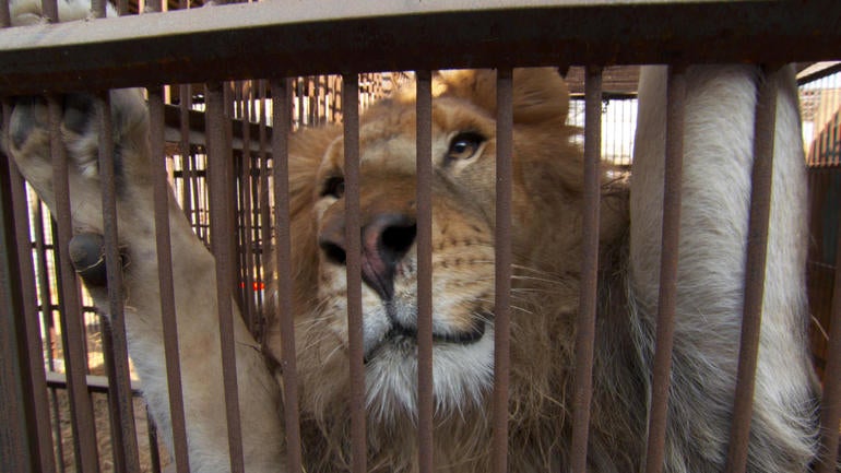 lion-preview.jpg