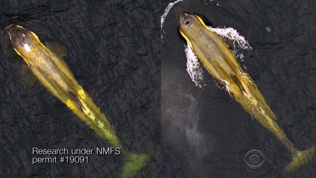 whales2.jpg