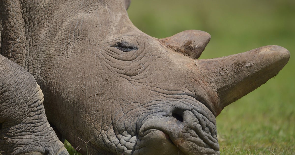 Poachers break into French zoo, kill rhinoceros for horn CBS News