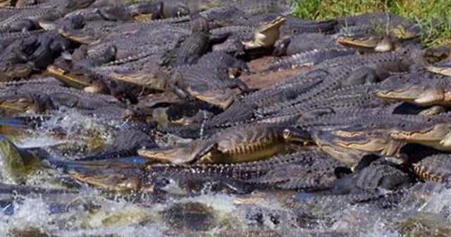 Gators! Dozens of alligators gather around giant sinkhole in Florida